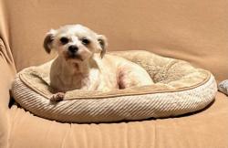 Reunited Male Dog last seen Teddington Park Drive (and Cheyenne), Plano, TX 75023, Plano, TX 75023