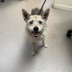 Shelter Stray Male Dog last seen , 361 S Raymond Ave, Pasadena, CA 91105, USA