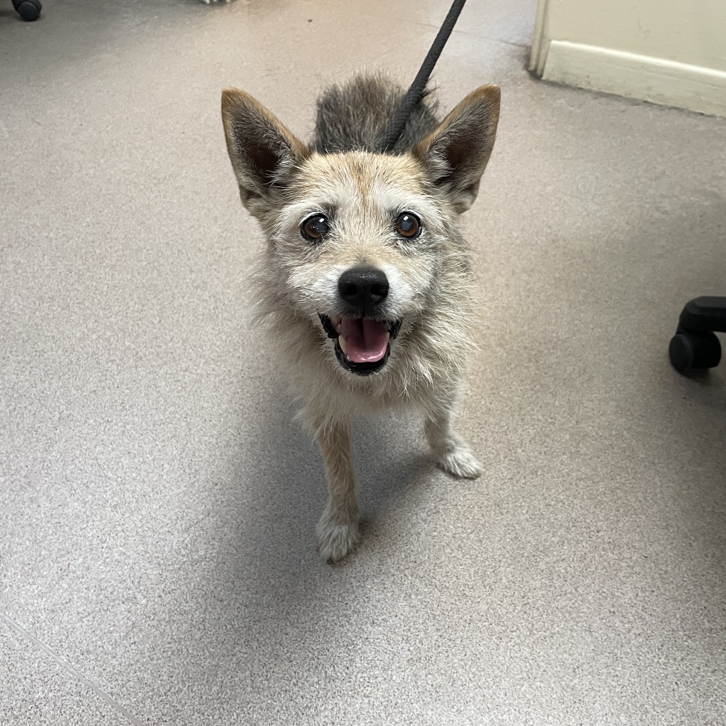 Shelter Stray Male Dog last seen , 361 S Raymond Ave, Pasadena, CA 91105, USA
