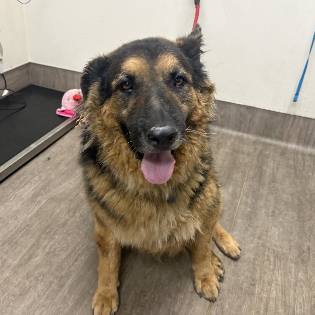 Shelter Stray Male Dog last seen , 361 S Raymond Ave, Pasadena, CA 91105, USA