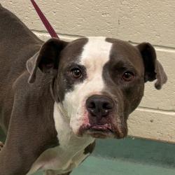 Shelter Stray Male Dog last seen , 2350 Appling City Cove, Memphis, TN 38133, USA