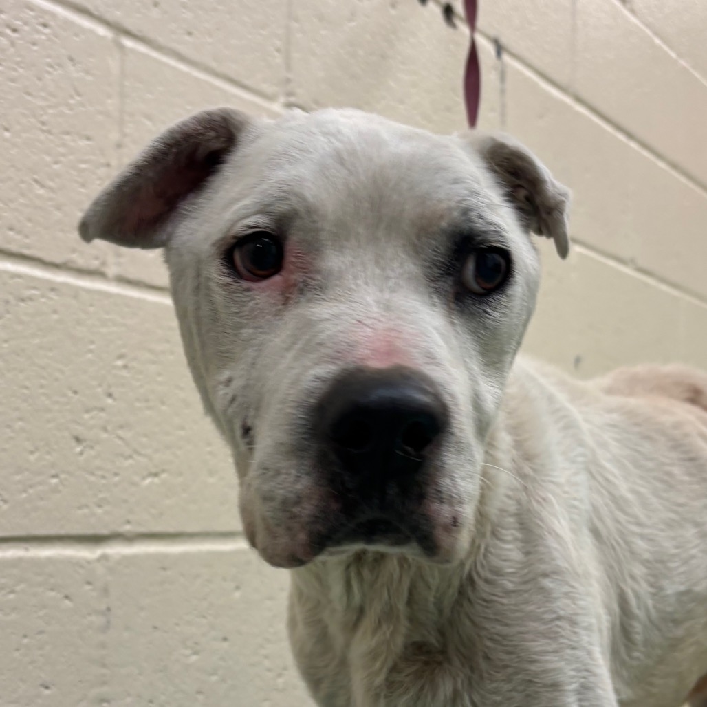 Shelter Stray Male Dog last seen , 2350 Appling City Cove, Memphis, TN 38133, USA