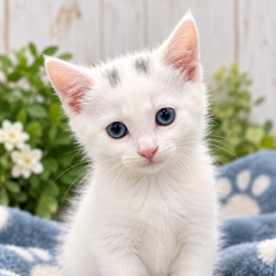 Shelter Stray Female Cat last seen , 901 N Haverty St, Pine Bluff, AR 71601, USA