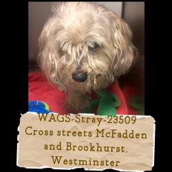 Shelter Stray Male Dog last seen , 6621 Westminster Ave, Garden Grove, CA 92844, USA