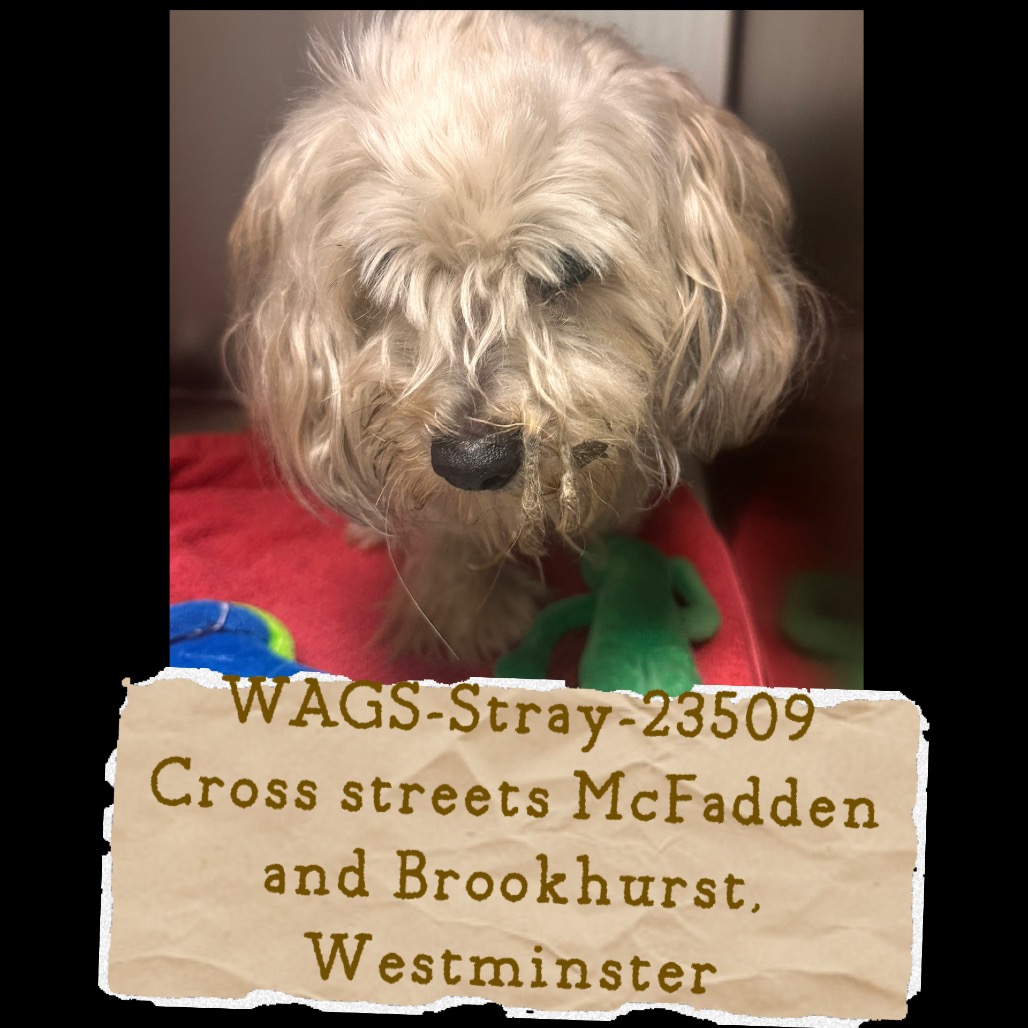 Shelter Stray Male Dog last seen , 6621 Westminster Ave, Garden Grove, CA 92844, USA