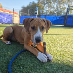 Shelter Stray Male Dog last seen , Animal Care & Control Team of Philly, 111 W Hunting Park Ave, Philadelphia, PA 19140, USA
