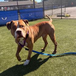 Shelter Stray Male Dog last seen , Animal Care & Control Team of Philly, 111 W Hunting Park Ave, Philadelphia, PA 19140, USA
