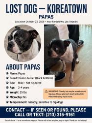 Lost Male Dog last seen 3rd and kenmore, Los Angeles, CA 90004