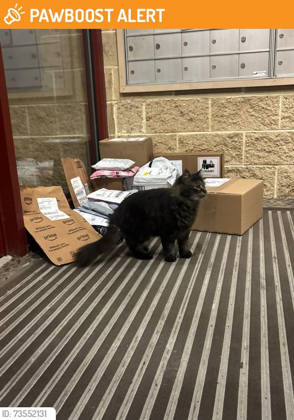 Found/Stray Unknown Cat last seen Shippensburg university, Shippensburg University, PA 17257