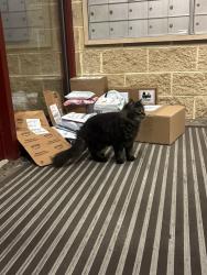 Found/Stray Unknown Cat last seen Shippensburg university, Shippensburg University, PA 17257