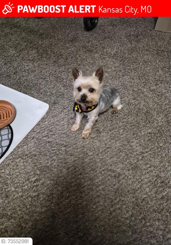Lost Female Dog last seen Bennington NE43RD ter, Kansas City, MO 64117