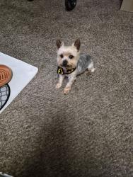 Lost Female Dog last seen Bennington NE43RD ter, Kansas City, MO 64117