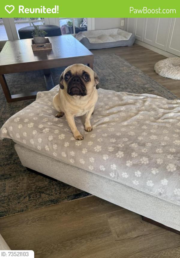 Reunited Female Dog last seen Carriage glen neighborhood, Redding, CA 96002
