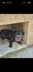 Found/Stray Male Dog last seen Pico St, Grand Terrace, CA 92313