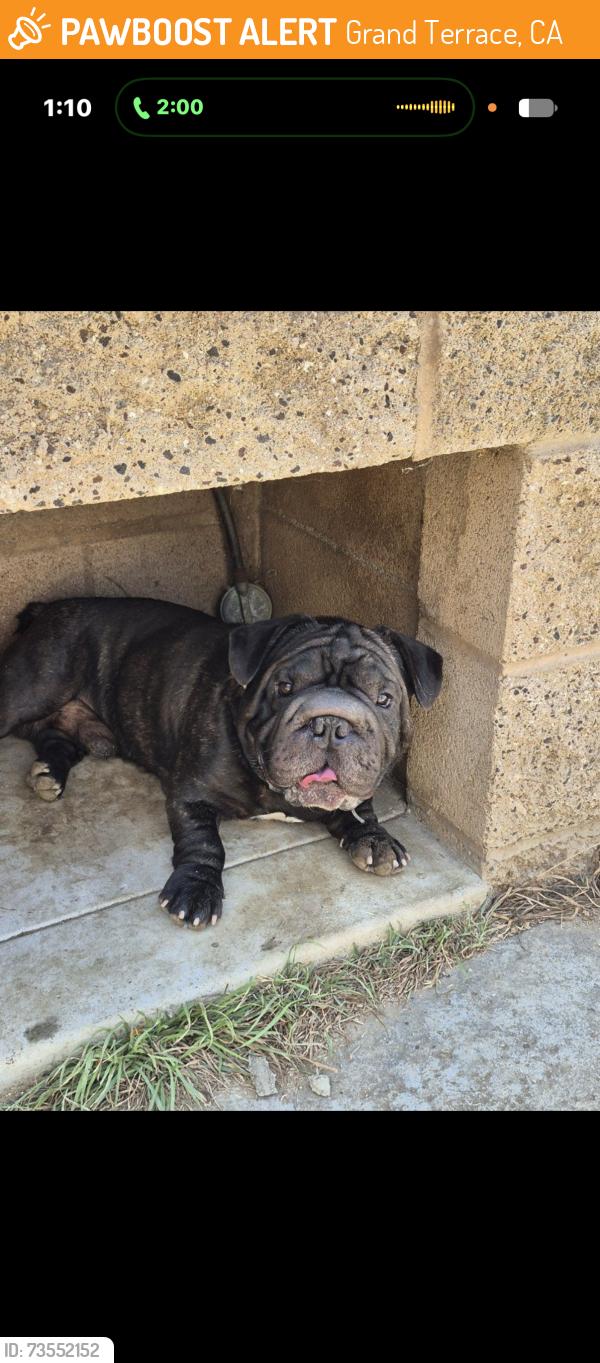 Found/Stray Male Dog last seen Pico St, Grand Terrace, CA 92313
