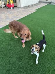 Reunited Male Dog last seen S leisure way, e tekoa, Gilbert, AZ 85286