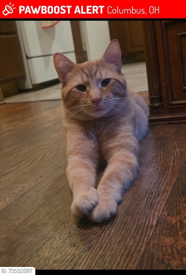 Lost Male Cat last seen between Yearling Road and Main Street, Columbus, OH 43227