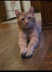 Lost Male Cat last seen between Yearling Road and Main Street, Columbus, OH 43227