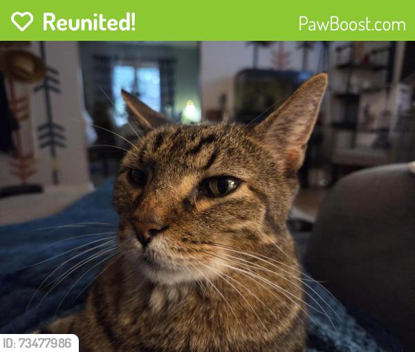 Reunited Male Cat last seen 16th & High Ave, Topeka, KS 66604