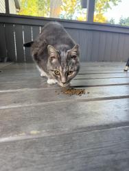 Found/Stray Female Cat last seen Normanhurst, Hamilton, ON 