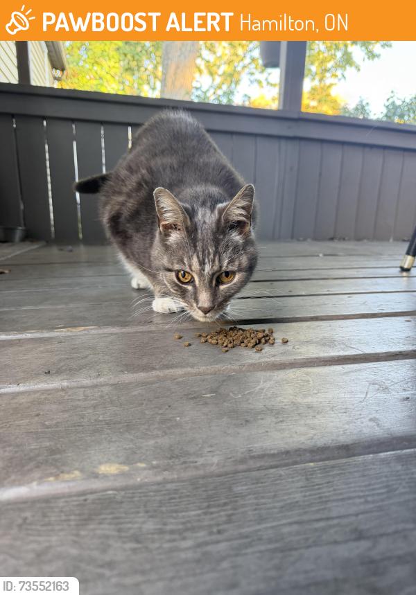 Found/Stray Female Cat last seen Normanhurst, Hamilton, ON 
