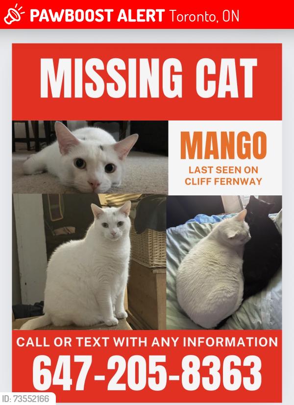 Lost Male Cat last seen Cliff fernway, Toronto, ON 