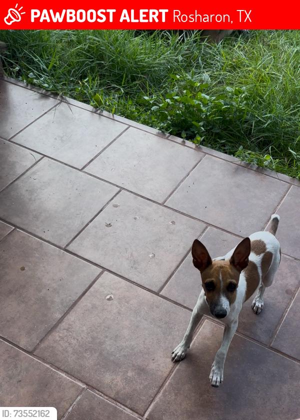 Lost Male Dog last seen Right between rosharon and pearland border, near starbucks and cvs, county rd 48 rosharon, Rosharon, TX 77583