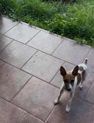 Lost Male Dog last seen Right between rosharon and pearland border, near starbucks and cvs, county rd 48 rosharon, Rosharon, TX 77583
