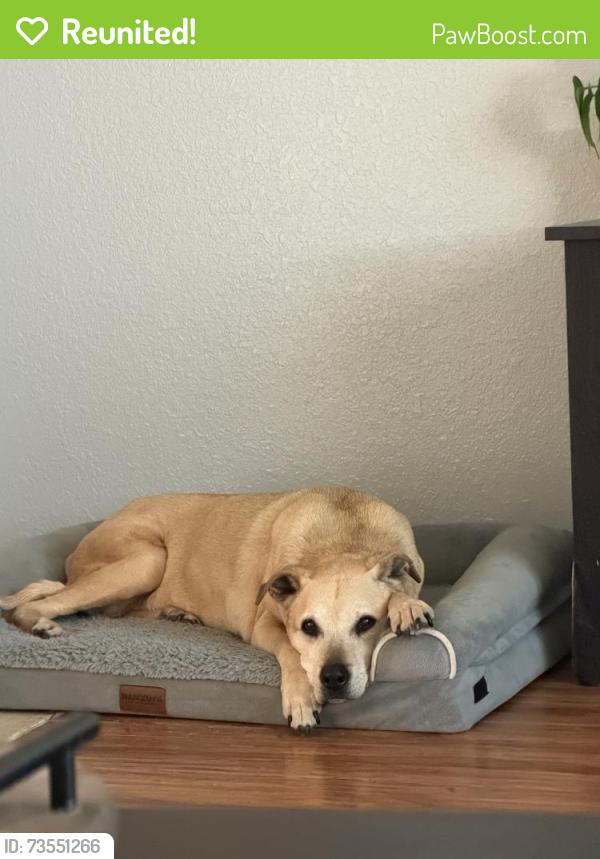 Reunited Female Dog last seen Ferrara ct and valeriewood, Modesto, CA 95355