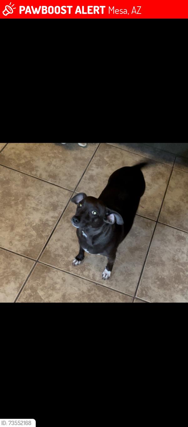 Lost Female Dog last seen McKellips and Harris, Mesa, AZ 85203