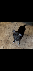 Lost Female Dog last seen McKellips and Harris, Mesa, AZ 85203