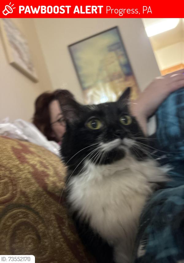 Lost Female Cat last seen Travis Way and Greenbelt Trail, Progress, PA 17109
