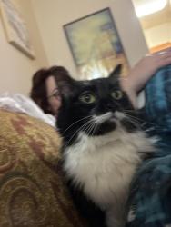 Lost Female Cat last seen Travis Way and Greenbelt Trail, Progress, PA 17109