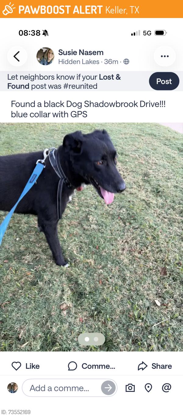 Found/Stray Male Dog last seen Shadowbrook drive and Country Manor, Keller, TX 76248