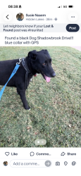 Found/Stray Male Dog last seen Shadowbrook drive and Country Manor, Keller, TX 76248