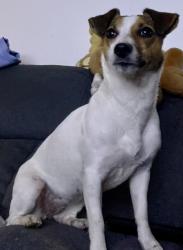 Reunited Female Dog last seen Barnum Avenue, Bridgeport, CT 06604