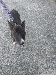 Found/Stray Female Dog last seen Brightman ave, Lake Elsinore, CA 92530