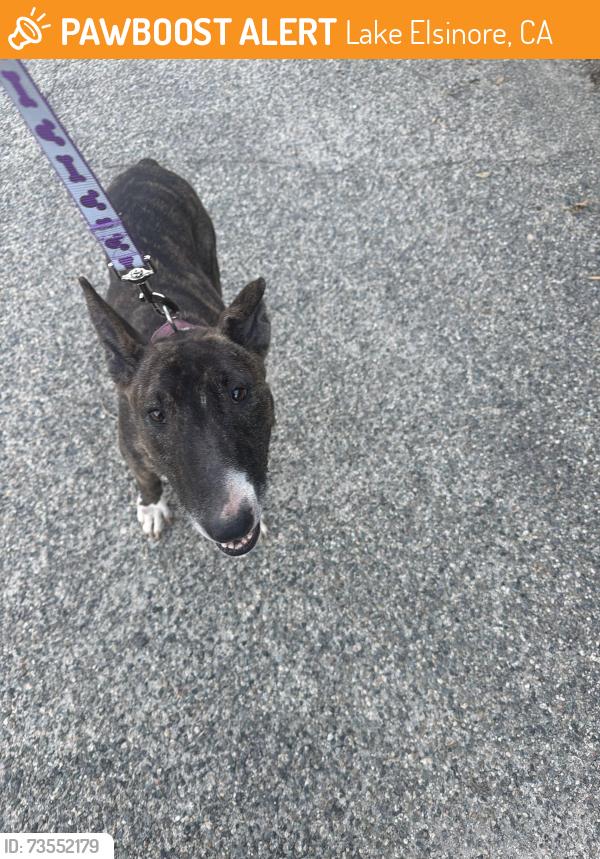 Found/Stray Female Dog last seen Brightman ave, Lake Elsinore, CA 92530
