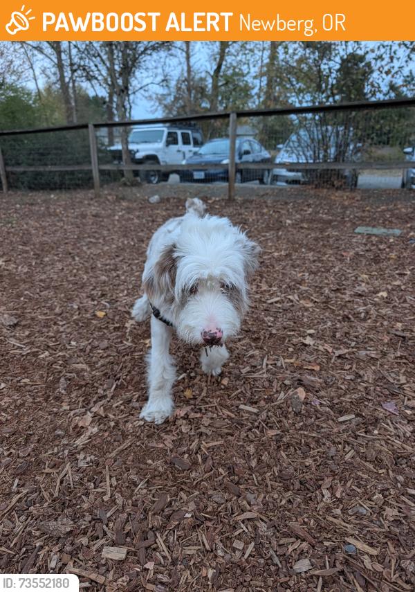 Found/Stray Male Dog last seen Wynooski, Newberg, OR 97132