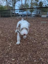 Found/Stray Male Dog last seen Wynooski, Newberg, OR 97132