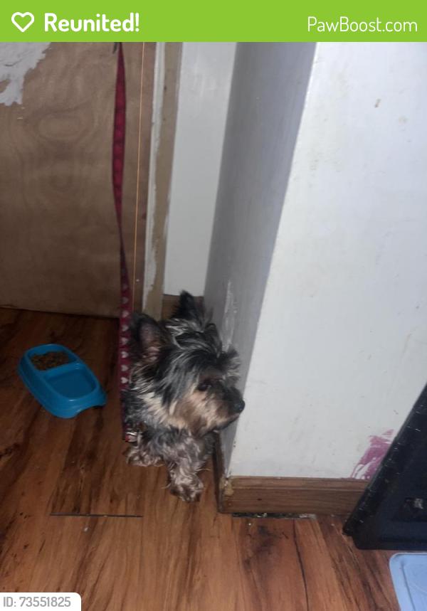 Reunited Female Dog last seen In the middle of the street, Matteson, IL 60443