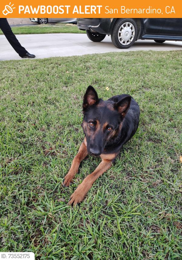 Found/Stray Female Dog last seen Conejo Dr between 39th and 40th, San Bernardino, CA 92404