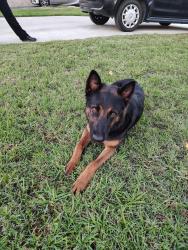 Found/Stray Female Dog last seen Conejo Dr between 39th and 40th, San Bernardino, CA 92404