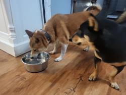 Found/Stray Female Dog last seen Matthew st, Crowley, TX 76036