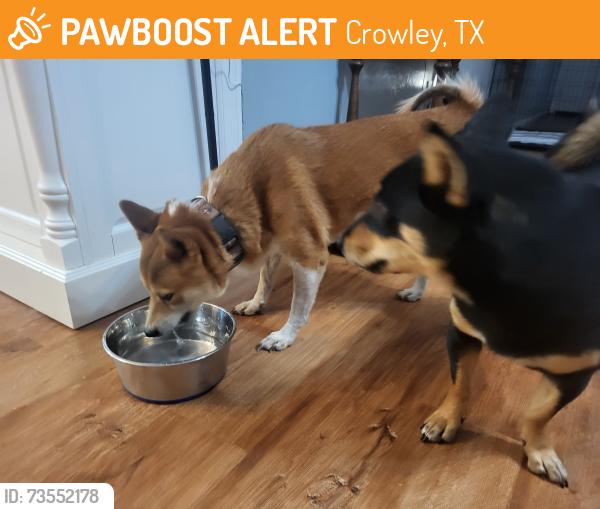 Found/Stray Female Dog last seen Matthew st, Crowley, TX 76036