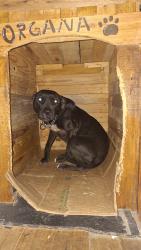 Found/Stray Female Dog last seen Maestro Carlos frank, Boqueirão, PR 81720-245