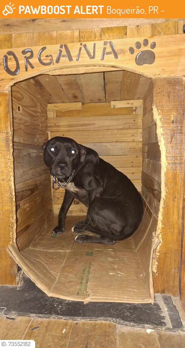 Found/Stray Female Dog last seen Maestro Carlos frank, Boqueirão, PR 81720-245