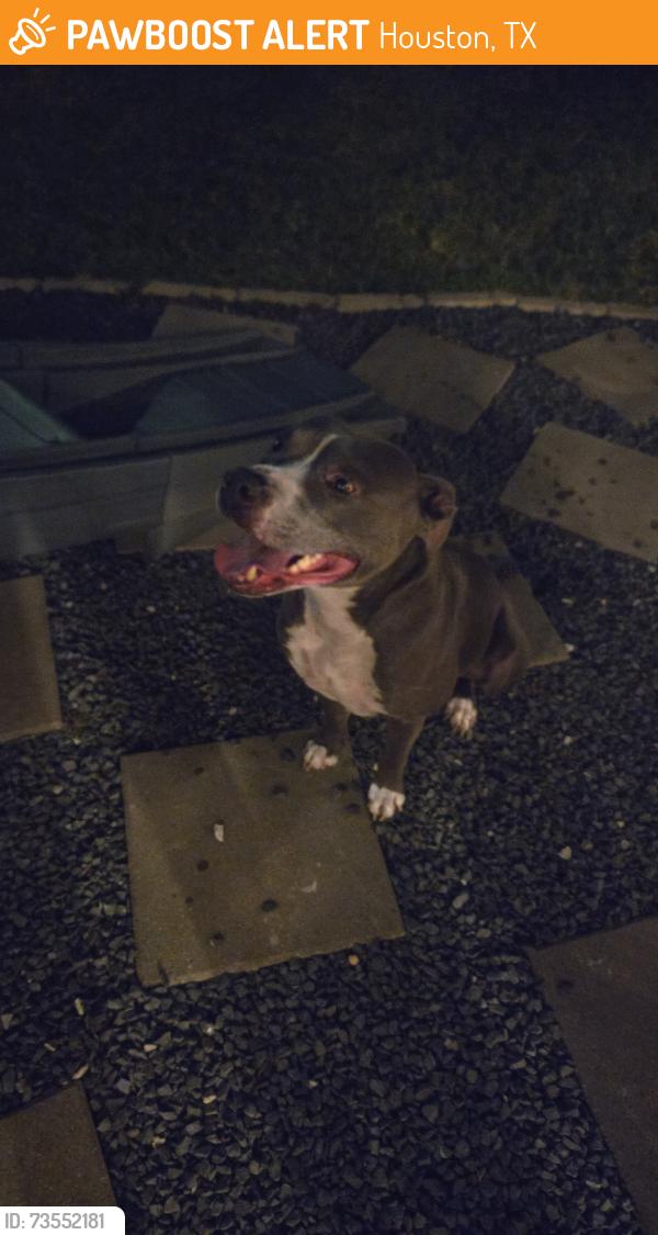 Found/Stray Male Dog last seen Middle Brook Dr., Houston, TX 77059