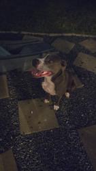 Found/Stray Male Dog last seen Middle Brook Dr., Houston, TX 77059