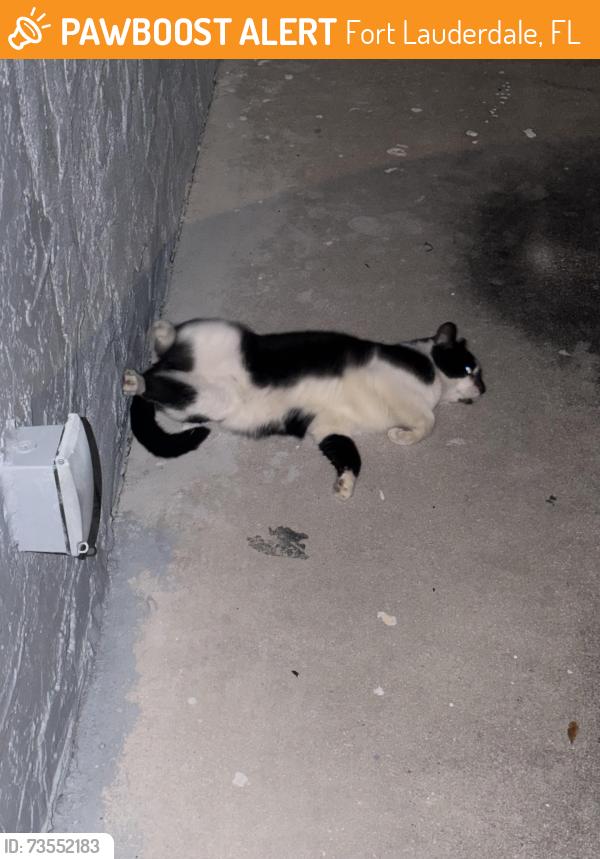 Found/Stray Unknown Cat last seen Fort Lauderdale, Fort Lauderdale, FL 33311